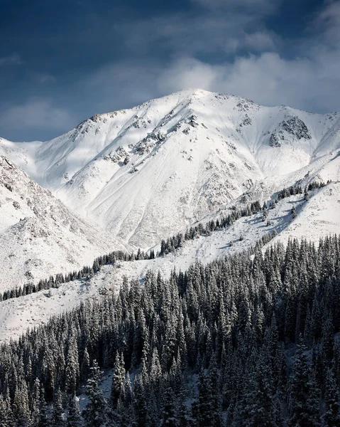 カザフスタンの天山にある青い曇りの空の谷にある雪の山とトウヒの森の美しい景色 — ストック写真