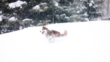 Kahverengi kırmızı Sibirya Husky köpeği kış aylarında dağ ormanlarında kar altında ağır çekimde koşar.