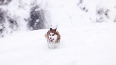 Kahverengi kırmızı Sibirya Husky köpeği kış aylarında dağ ormanlarında kar altında ağır çekimde koşar.