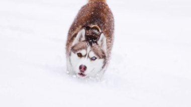 Kahverengi kırmızı Sibirya Husky köpeği kış aylarında dağ ormanlarında kar altında ağır çekimde koşar.