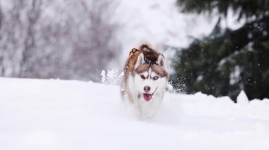 Kahverengi kırmızı Sibirya Husky köpeği kış aylarında dağ ormanlarında kar altında ağır çekimde koşar.