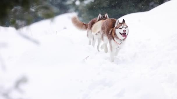 Brown Vermelho Siberian Husky Cão Corre Através Neve Profunda Floresta — Vídeo de Stock