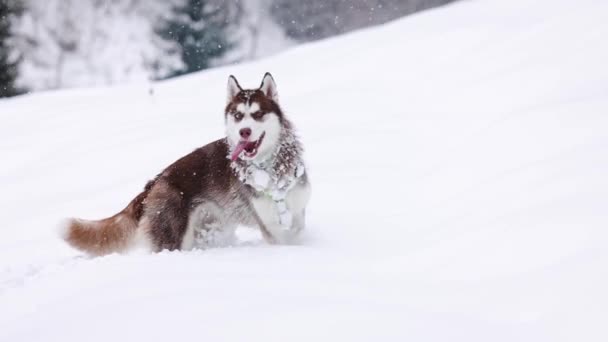 Perro Husky Siberiano Rojo Marrón Corre Través Nieve Profunda Bosque — Vídeo de stock