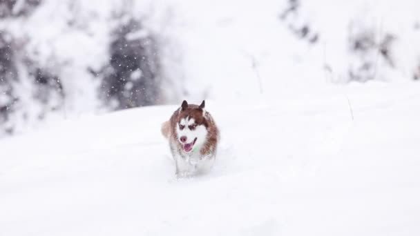 Brown Red Siberian Husky Dog Runs Deep Snow Mountain Forest — Stock Video