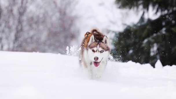 Brązowy Czerwony Syberyjski Pies Husky Biegnie Przez Głęboki Śnieg Górskim — Wideo stockowe
