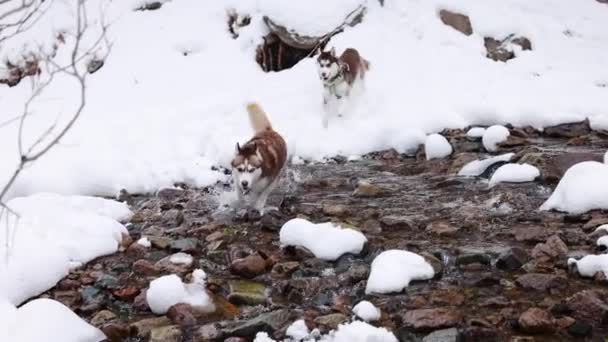 棕红色西伯利亚哈士奇犬慢吞吞地在山林中带着雪跑过河 — 图库视频影像