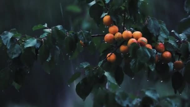 Hermosas Frutas Naranjas Maduras Albaricoque Rama Fuertes Lluvias Que Cuelgan — Vídeos de Stock