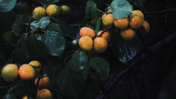 Bellissimi Frutti Albicocca Matura Arancione Sul Ramo Pioggia Forte Appeso — Video Stock