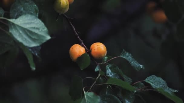 Vackra Apelsinmogna Aprikosfrukter Grenen Vid Kraftigt Regn Hängande Ett Träd — Stockvideo