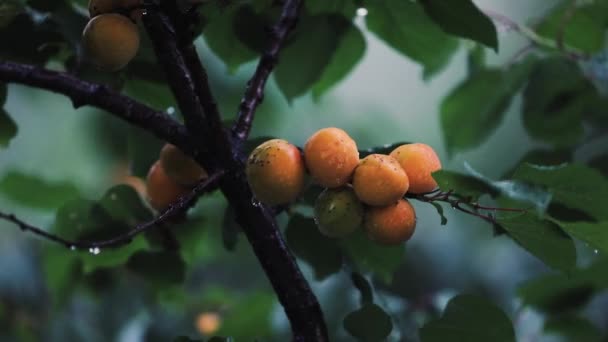 Schöne Orangefarbene Reife Aprikosenfrüchte Die Bei Starkem Regen Einem Baum — Stockvideo