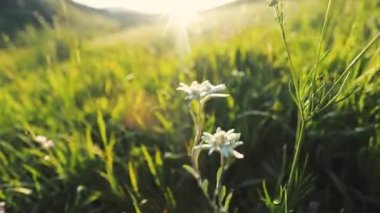 Yeşil tarlada rüzgarda esen güzel gelincik çiçekleri ve parlayan güneşin altında yüzerler. Ağır çekim çekimini kapat