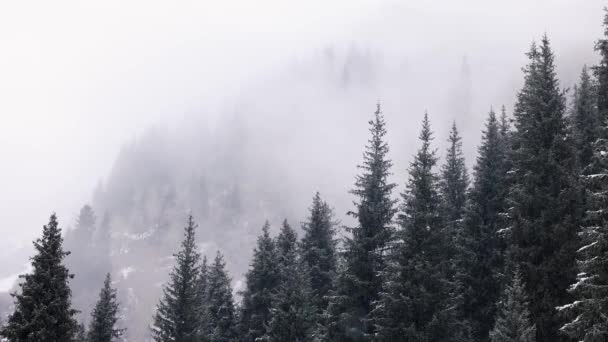 Schöne Landschaft Des Fichtenwaldes Mit Schneefall Gebirgstal Bei Nebligen Wolken — Stockvideo