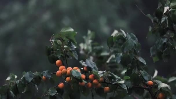 Beaux Fruits Abricot Mûrs Orange Sur Branche Forte Pluie Suspendue — Video