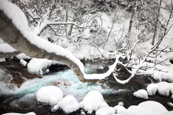 Vacker Natur Den Turkosa Bergsvatten Floden Och Trädstam Nära Skogen — Stockfoto