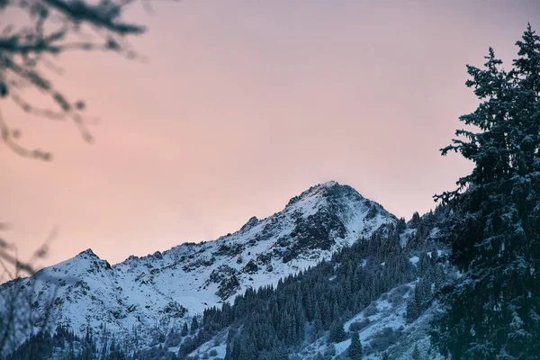 Hermoso Paisaje Montaña Nieve Bosque Abetos Valle Cielo Rosa Amanecer —  Fotos de Stock