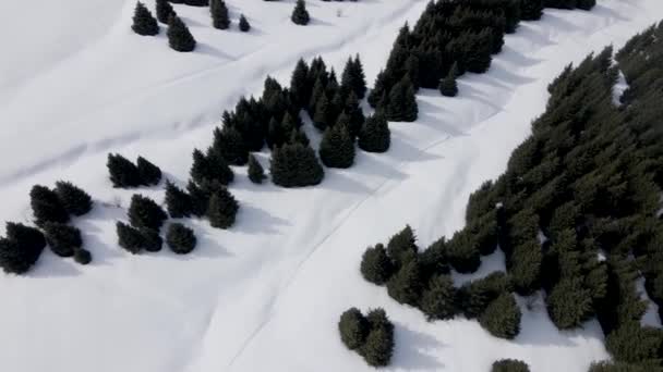 Aereo Drone Paesaggio Colpo Foresta Abete Rosso Cima Della Neve — Video Stock