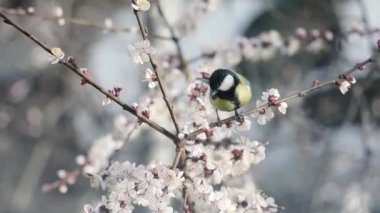 Big Tit bird looking for food at blossom apricot tree with flowers at garden flying at spring time at nature