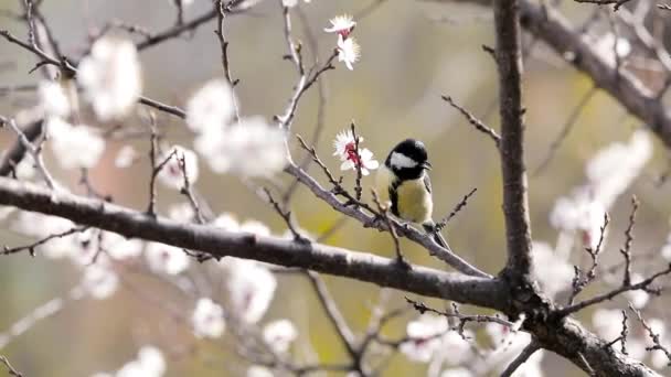 Big Tit Bird Looking Food Blossom Apricot Tree Flowers Garden — Stock videók
