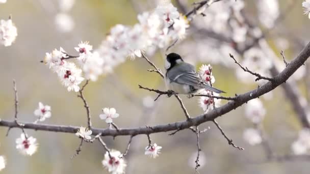 Big Tit Black Bird Looking Food Blossom Apricot Tree Flowers — Vídeo de Stock