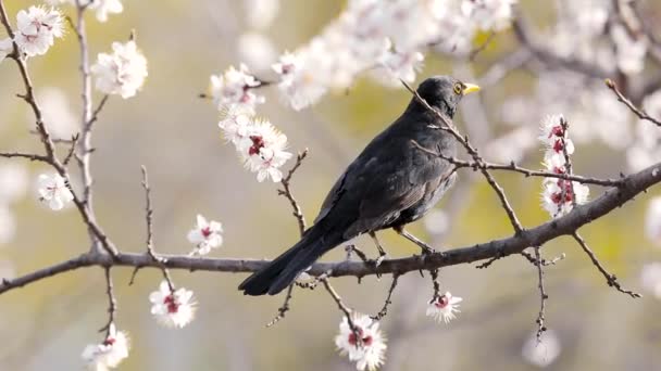 Pássaro Preto Procura Comida Árvore Damasco Flor Com Flores Jardim — Vídeo de Stock