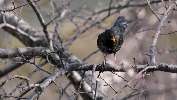 Pássaro Preto Procura Comida Árvore Damasco Flor Com Flores Jardim — Vídeo de Stock
