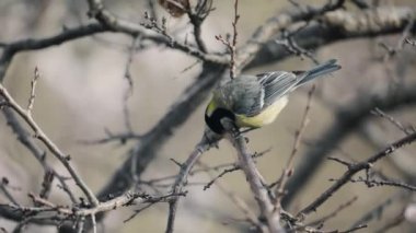 Big Tit bird looking for food at blossom apricot tree with flowers at garden flying at spring time at nature
