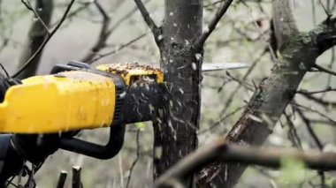 Bahçedeki ağaç ağacını testere ve talaş talaşıyla kesiyor.