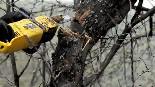 用链锯和锯屑侧视在花园里砍树 — 图库视频影像