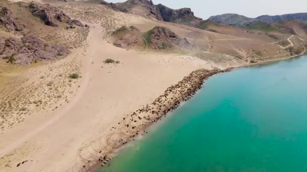 Dron Střílel Letecký Pohled Stádo Ovcí Pastýřem Koni Břehu Řeky — Stock video