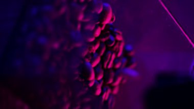 Kahveci kadının dikey videosu neon ışıklarını yakmak için plastik bardağa kahve çekirdekleri koydu. Yaratıcı pembe mavi renk arkaplanı.