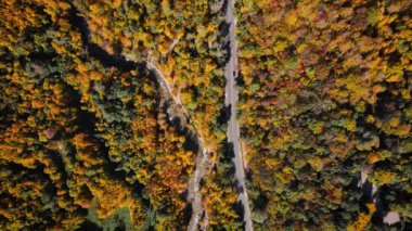 Dağlardaki nehir ve sarı ağaç ormanlarından oluşan hava aracı manzarası Almaty şehrinin sonbahar mevsiminde aşağı iniyor, Kazakistan