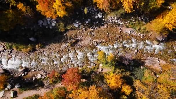 カザフスタンのアルマトイ市の秋に山の川と黄色い木の森の空中ドローンビューパノラマ — ストック動画