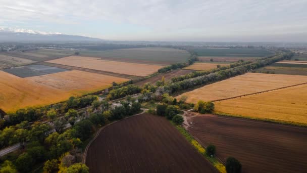 Veduta Aerea Drone Panorama Del Campo Vicino Strada Foresta Alberi — Video Stock