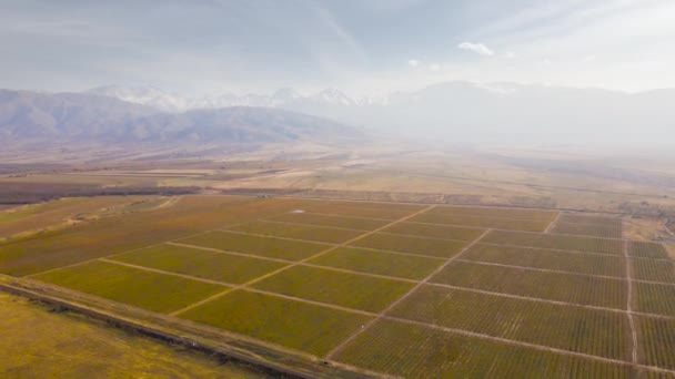 Panorama Aereo Drone Vista Del Campo Giallo Vicino Strada Montagne — Video Stock