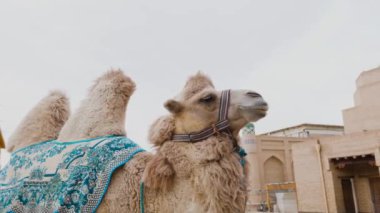 Orta Asya devesi Khiva, Itchan kala, Özbekistan 'daki Eski medresenin önünde oryantal desenli bir battaniyeyle örtülmüş.