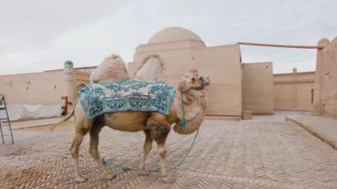 Orta Asya devesi Khiva, Itchan kala, Özbekistan 'daki Eski medresenin önünde oryantal desenli bir battaniyeyle örtülmüş.