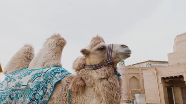 在乌兹别克斯坦Itchan Kala的Khiva的Old Madrasah前面 一只覆盖着东方图案毯子的中亚骆驼 — 图库视频影像