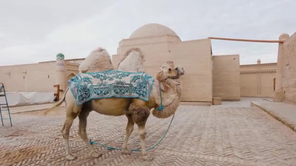 Camelo Ásia Central Coberto Com Cobertor Padrão Oriental Frente Velha — Vídeo de Stock