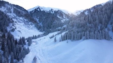 Dağların hava aracı manzarası, bakir beyaz kar ve çam ağacı ormanlarıyla kaplı. Kazakistan 'ın Almaty şehrindeki Tien Shan Dağı
