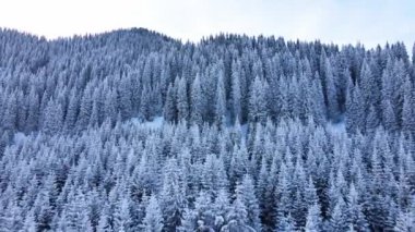 Dağların hava aracı manzarası, bakir beyaz kar ve çam ağacı ormanlarıyla kaplı. Kazakistan 'ın Almaty şehrindeki Tien Shan Dağı