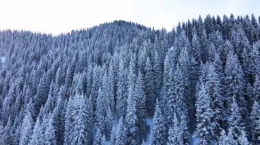 Dağların hava aracı manzarası, bakir beyaz kar ve çam ağacı ormanlarıyla kaplı. Kazakistan 'ın Almaty şehrindeki Tien Shan Dağı