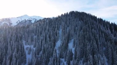 Dağların hava aracı manzarası, bakir beyaz kar ve çam ağacı ormanlarıyla kaplı. Kazakistan 'ın Almaty şehrindeki Tien Shan Dağı