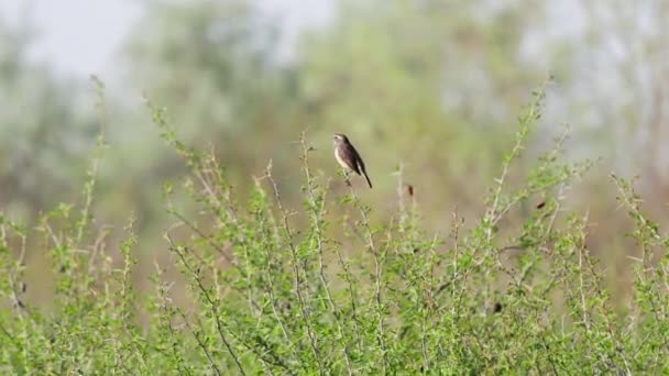 Pájaro Garganta Azul Luscinia Svecica Canta Canción Primavera Arbusto Orilla — Vídeos de Stock