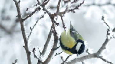 Vertical video of Great tit yellow Parus major on a branch with snow at winter time. Songbird sit on a branch in the park.