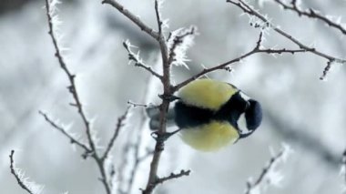 Vertical video of Great tit yellow Parus major on a branch with snow at winter time. Songbird sit on a branch in the park.