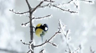 Vertical video of Great tit yellow Parus major on a branch with snow at winter time. Songbird sit on a branch in the park.