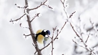 Vertical video of Great tit yellow Parus major on a branch with snow at winter time. Songbird sit on a branch in the park.