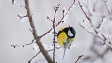 Vertical video of Great tit yellow Parus major on a branch with snow at winter time. Songbird sit on a branch in the park.