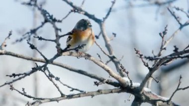 Kış vakti karlı bir dalda öten küçük kuş Fringilla montifringilla. Ötücü kuş parkta bir dala oturur.
