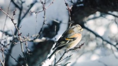 Kış vakti karlı bir dalda öten küçük kuş Fringilla montifringilla. Ötücü kuş parkta bir dala oturur.